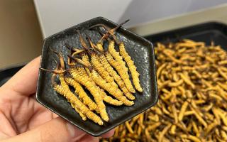 冬蟲夏草燉多少時間合適？藏農(nóng)神草那曲源頭品牌，教你燉出滿滿營養(yǎng)