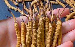 冬蟲夏草最長可以長多少？藏農(nóng)神草那曲源頭品牌，揭秘雪域蟲草的尺寸密碼