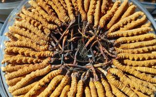 冬蟲夏草保存盒能放多久？藏農(nóng)神草那曲源頭品牌，教你科學存出好品質